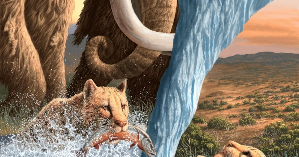 Photo: Ctvnews Two Miracinonyx hunt in this artistic rendering. A new study says the cheetah-like species which roamed the Yukon 30,000