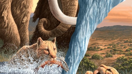 Prehistoric Yukon 'cheetahs' were fish eaters, not really cheetahs at all: study