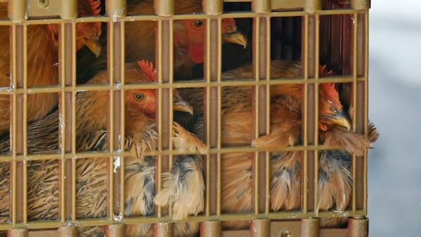 Bird flu confirmed at commercial poultry farm in Amherstburg