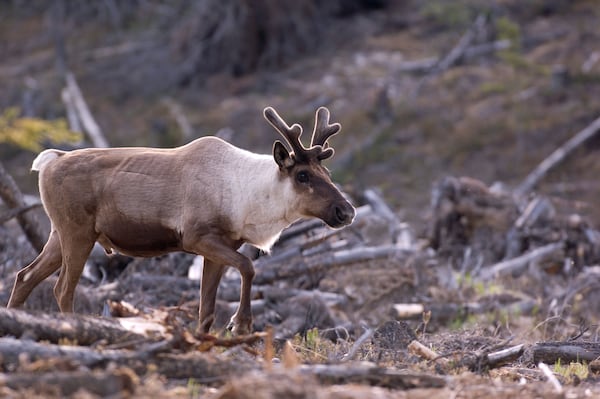 Province plugs predator pathways through seismic line tree planting