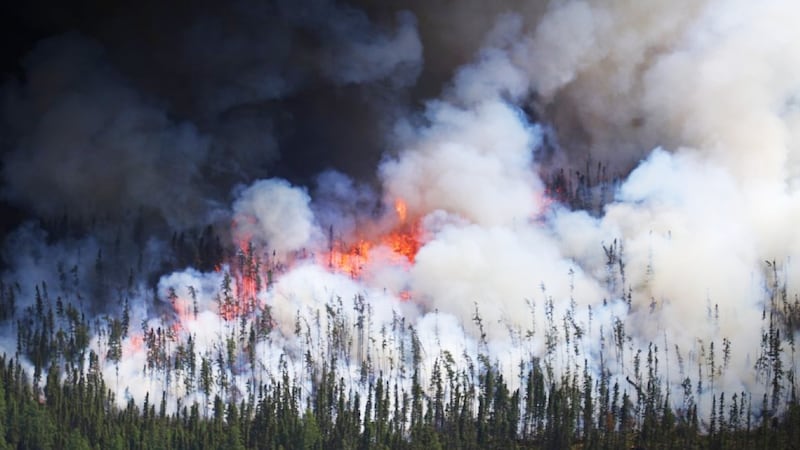 Forest fire hazard high in northeast, with one fire spanning 350 hectares