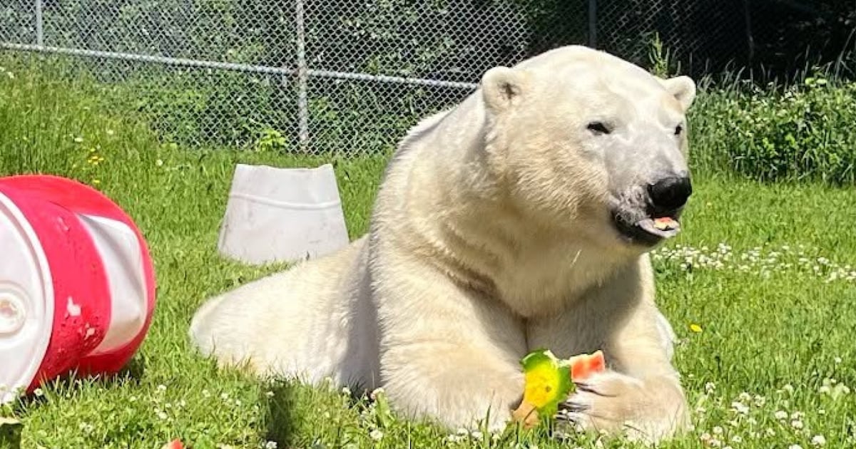 Cochrane polar bears celebrate Canada Day with some watermelon treats