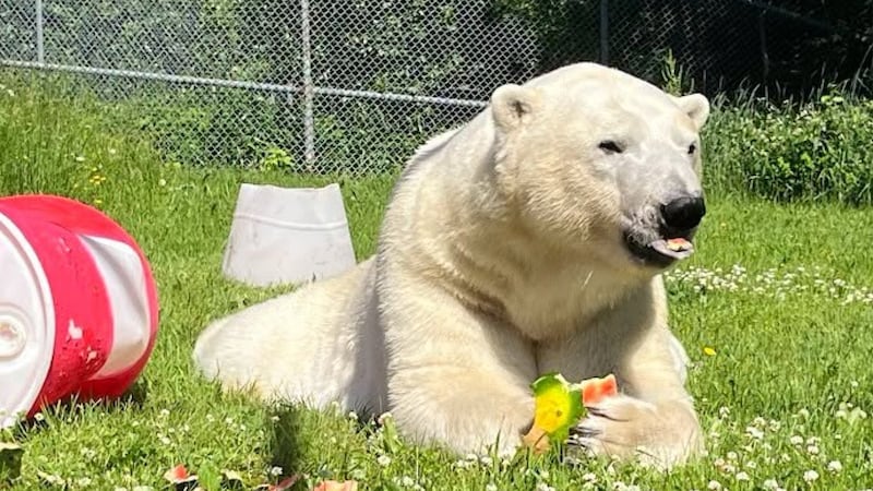 Cochrane polar bears celebrate Canada Day with some watermelon treats