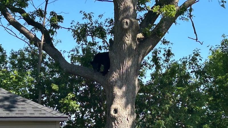 Black bear spotted in Richmond neighbourhood
