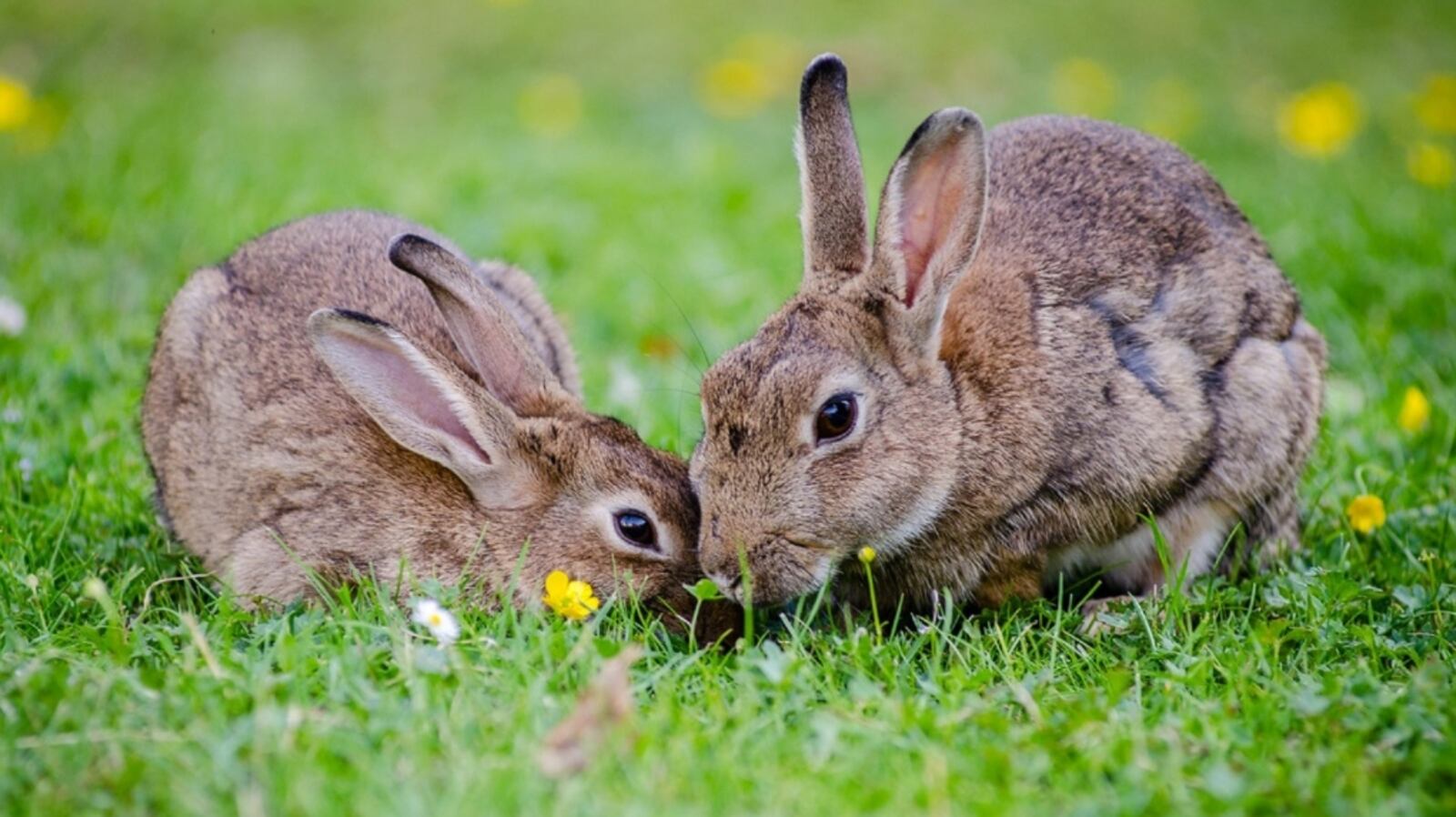 Britich Rabbit How 24 British rabbits took over Australia