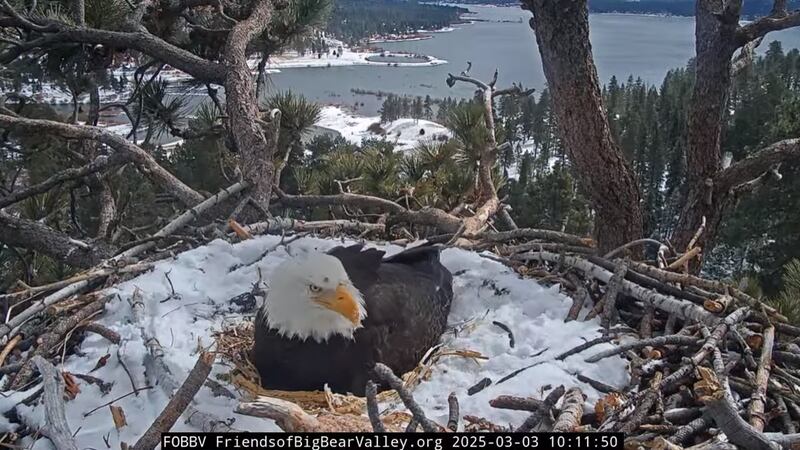 Live cam on bald eagle nest with three eggs attracting tens of thousands