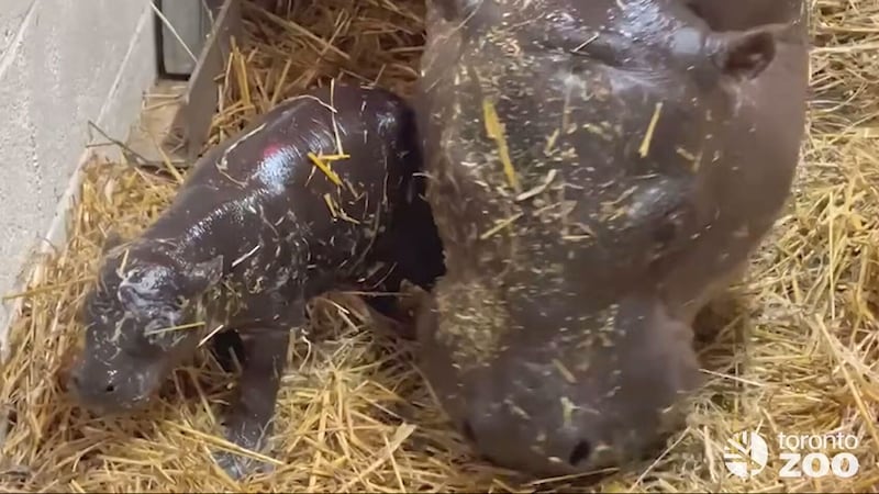 Toronto Zoo reveals name of endangered pygmy hippo