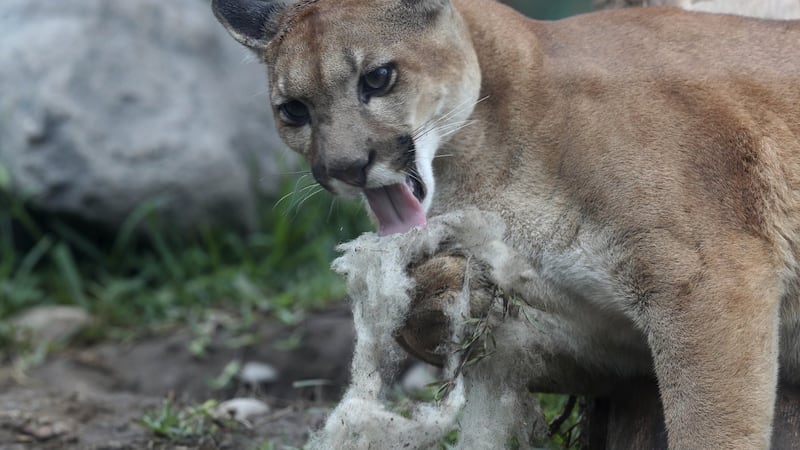 Cougar blamed for killing 3 sheep and an emu on Vancouver Island