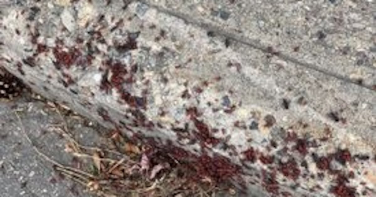 Maple bugs might be 'stinky' but they won’t hurt your trees, Saskatoon ...