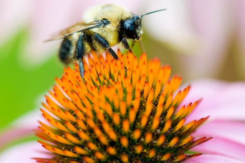 Maritimers can help their backyard ecosystem flourish with new book