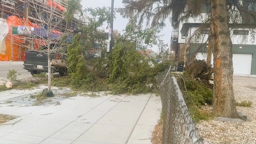 A downed tree is seen in Calgary after powerful wind gusts on Friday, April 24, 2026.
