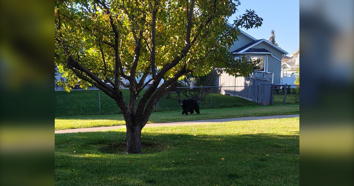 Bear takes a Saturday morning stroll through northwest Calgary neighbourhood