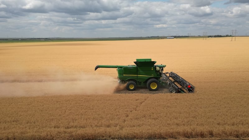 Warm and dry days ‘few and far between’ as Saskatchewan harvest reportedly at 41 per cent completion