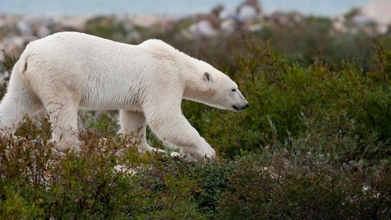 Tourism company launches new legal challenge over tundra-vehicle permits, alleges ‘bias’ by province