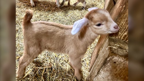 One of 11 baby goats born at Hatfield Farm in Hammonds Plains, N.S., in late December 2025, is pictured. (Mike Lamb / CTV Atlantic)