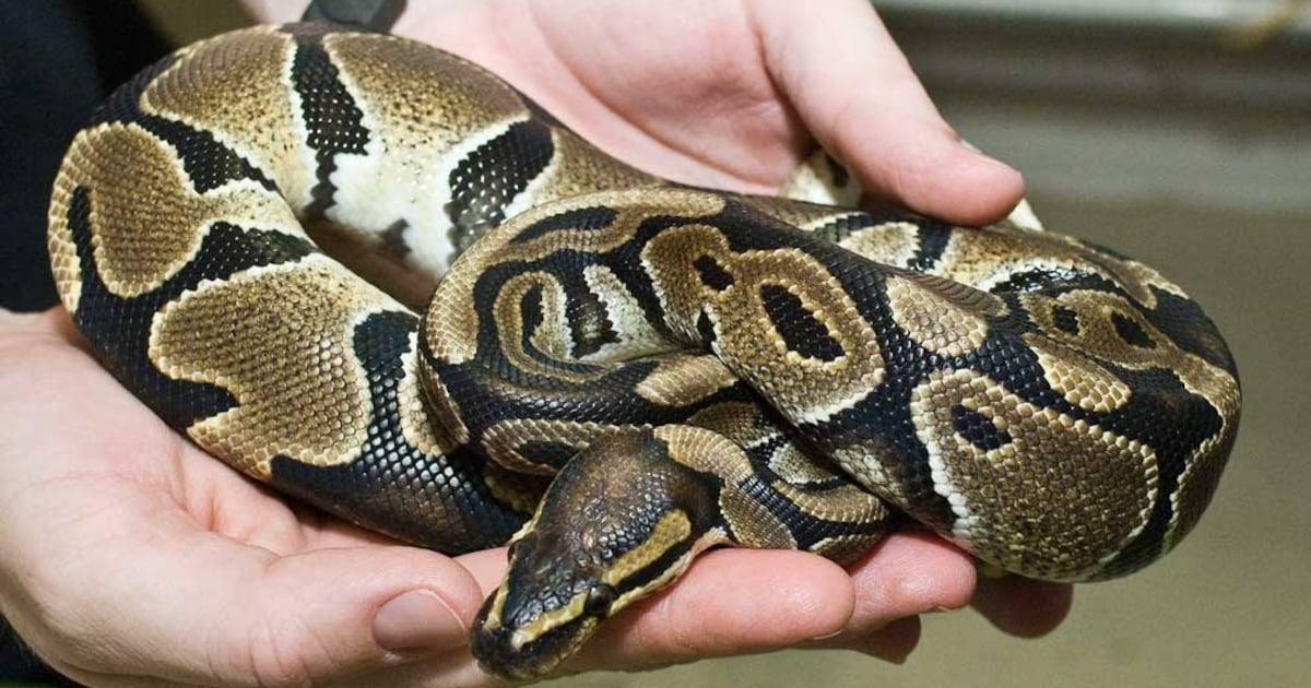 100 dead ball pythons found in South Florida home