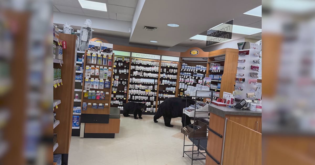 Mother bear that walked through B.C. pharmacy with cub killed by conservation officers - CTV News