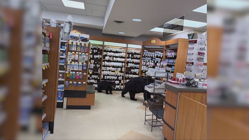 Mother bear that walked through B.C. pharmacy with cub killed by conservation officers