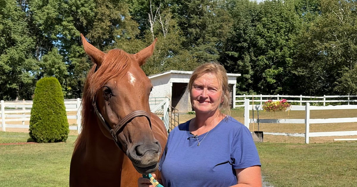 Equine herpesvirus sparks call for N.B. horse owners to take precautions
