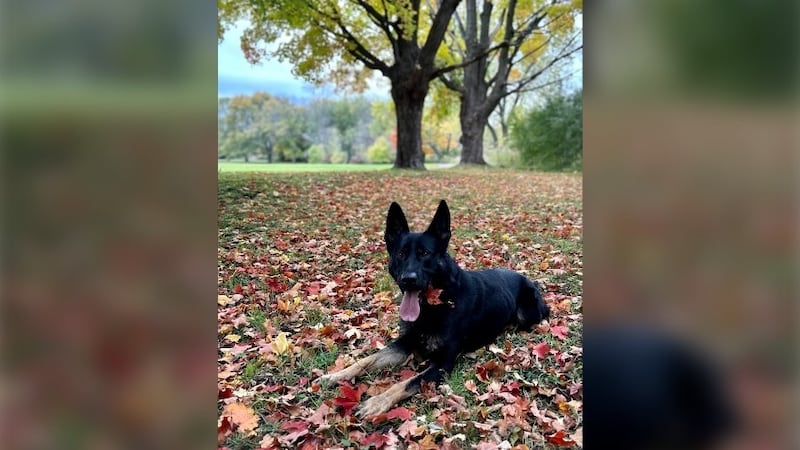 Sudbury police cleared in case where police dog bit IPV suspect