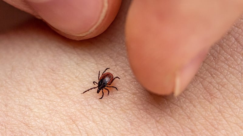 A ‘rapidly rising’ tick-borne disease is making rounds in Canada. It’s not Lyme disease.