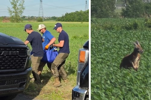 Kangaroo captured after days on the loose near Montreal
