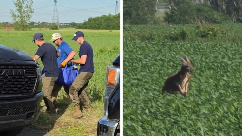 Kangaroo captured after days on the loose near Montreal