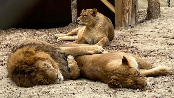 Aspen Valley Wildlife Sanctuary