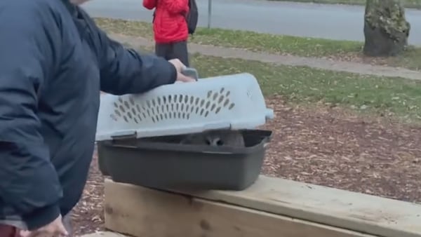 Rescuers release healed barred owl to freedom in Vancouver park