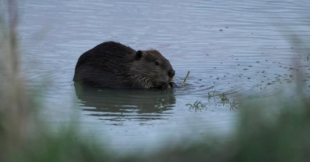 Experten sagen: Mehr Biber in Wassereinzugsgebieten sind ein wirksames ...