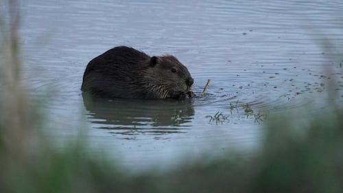 Bringing more beavers to watersheds is a powerful drought-fighting tool, experts say