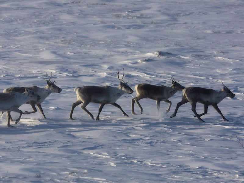 Environmentalists have mixed reactions to Quebec-Ottawa caribou funding deal