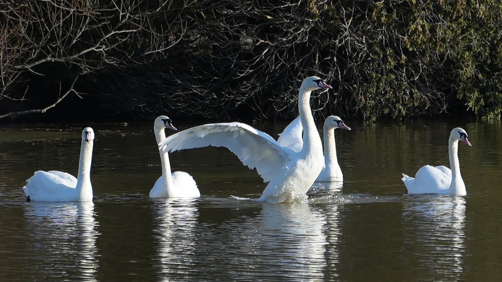 Avon Riveer Swans return to the Avon River in Stratford – CTVNews