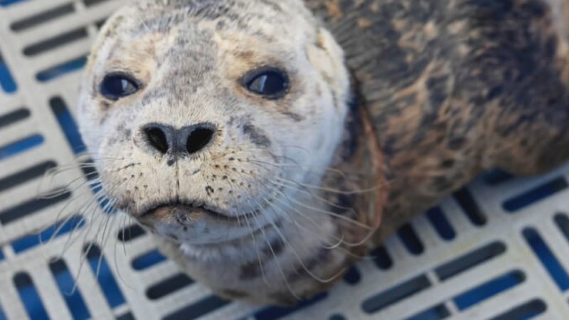 B.C. seal pup entangled in fishing gear gets second chance