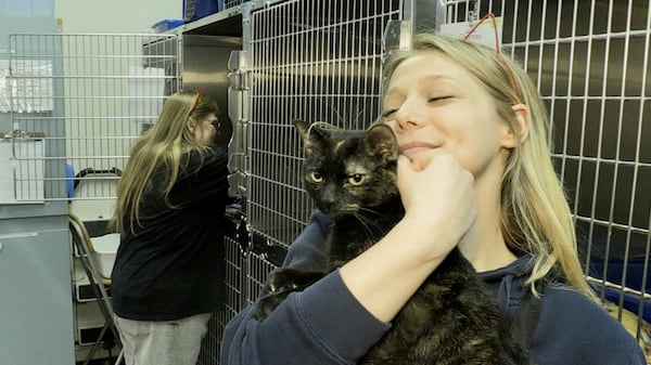 Local shelter hopes to find fur-ever homes for dozens of felines