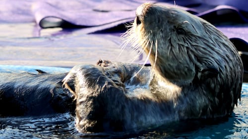 UChicago scientists discover semi-aquatic Jurassic-era otter that could chew and swallow