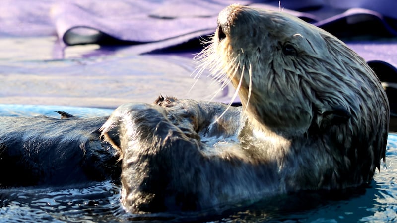 UChicago scientists discover semi-aquatic Jurassic-era otter that could chew and swallow