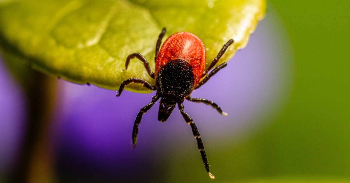 Eastern Ontario medical officer of health warns of rising tick-borne illness