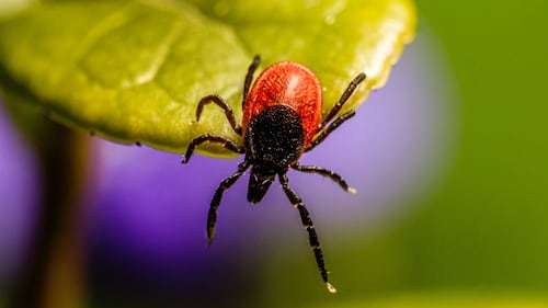 Eastern Ontario medical officer of health warns of rising tick-borne illness
