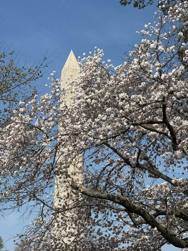 Cherry blossoms burst into peak bloom in Washington D.C.