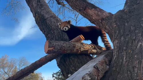 Red Panda at the Edmonton Valley Zoo Nov. 24, 2025. (Sasha Pietramala/CTV News Edmonton)