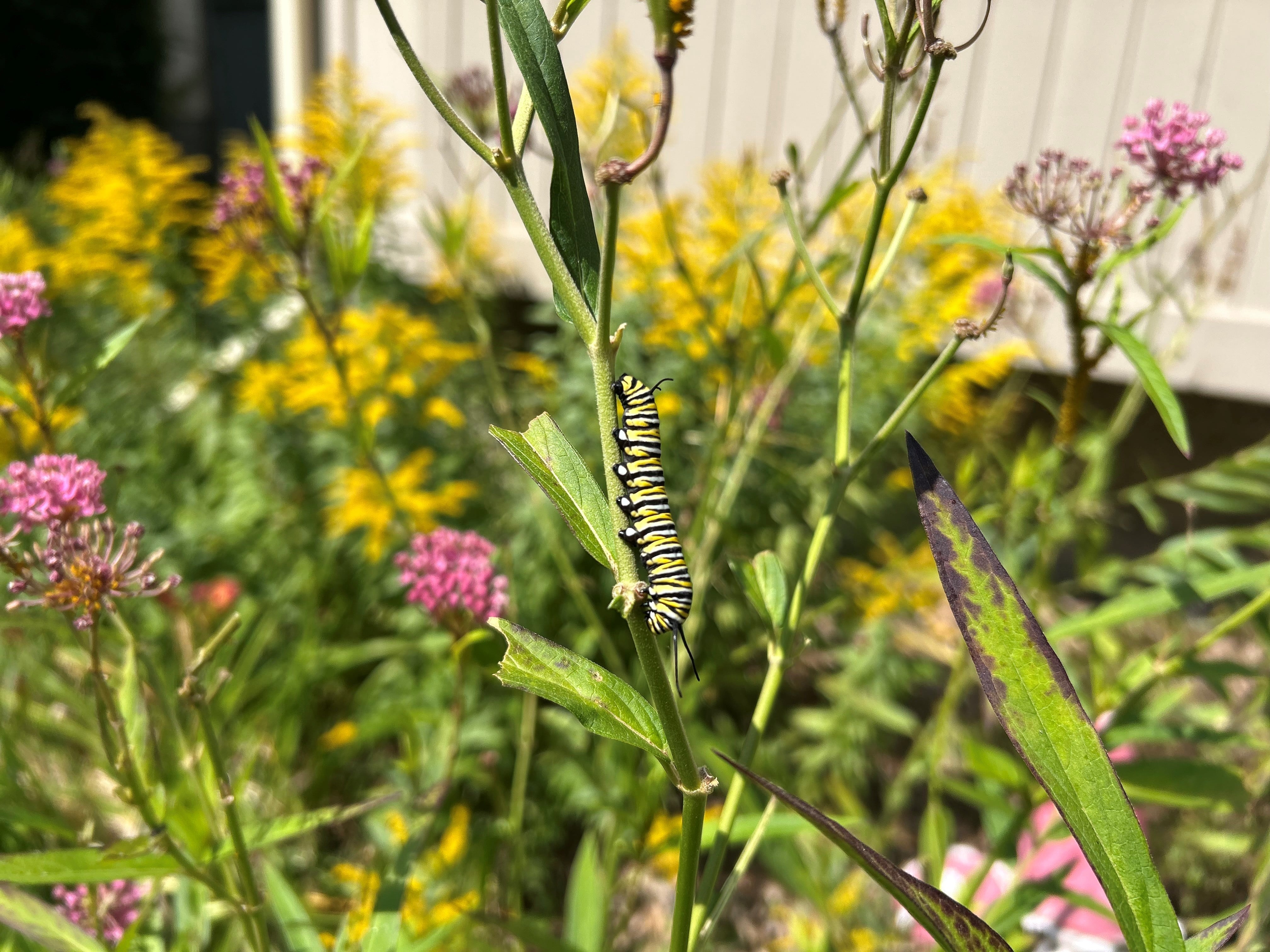 ‘Helping the species survive’: Winnipegger encouraging others to help monarch butterfly population