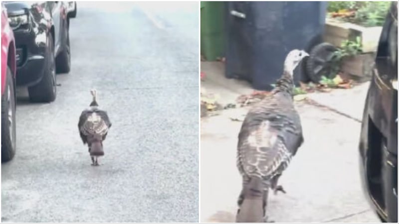 A turkey has been spotted waddling around this west-end Toronto neighbourhood for weeks
