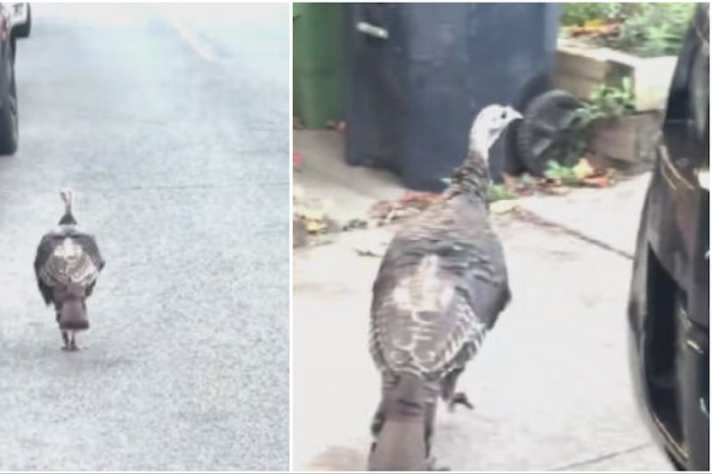 A turkey has been spotted waddling around this west-end Toronto neighbourhood for weeks