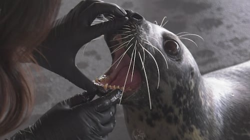 A seal at the Edmonton Valley Zoo. (Dave Mitchell/CTV News Edmonton)