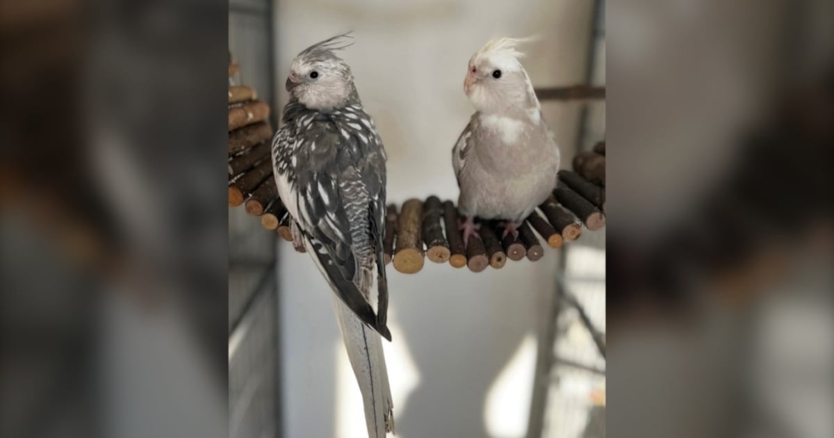 Can Cockatiel Survive Cold Weather: Essential Care Tips Revealed