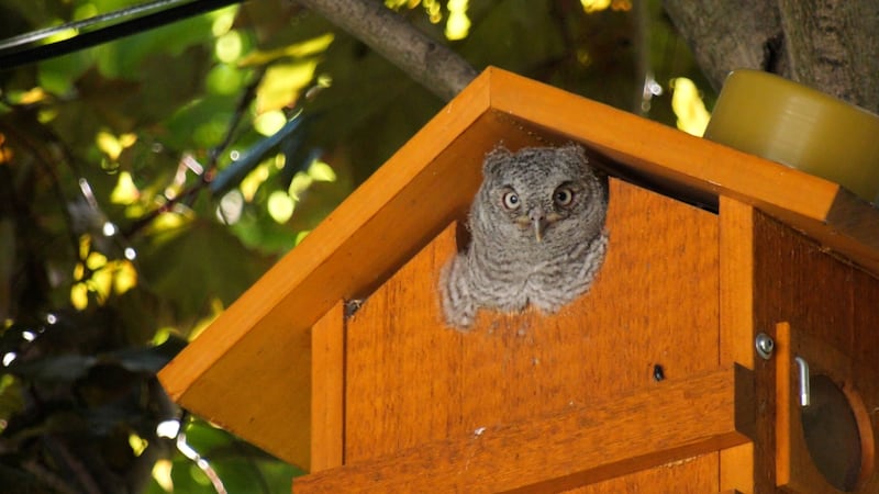 Windsor man’s owl cameras capture another generation taking flight