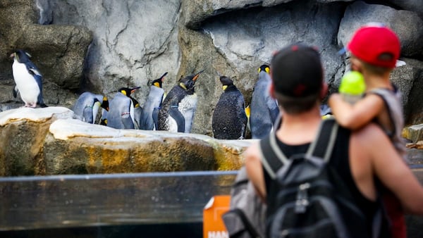 Precautions taken at Calgary’s zoo after bird flu confirmed at nearby poultry plant