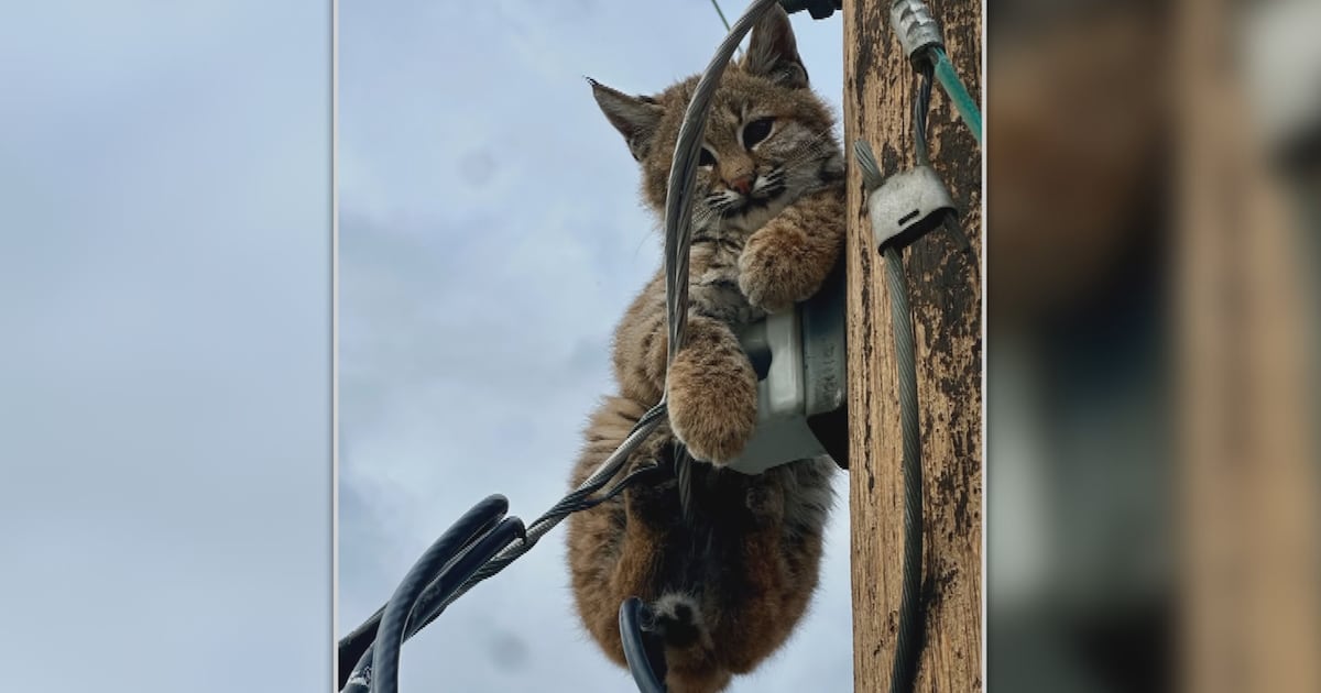 Baby bobcat stuck on Kelowna utility pole prompts rescue effort