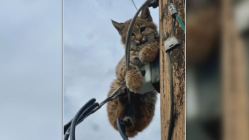 Baby bobcat stuck on Kelowna utility pole prompts rescue effort